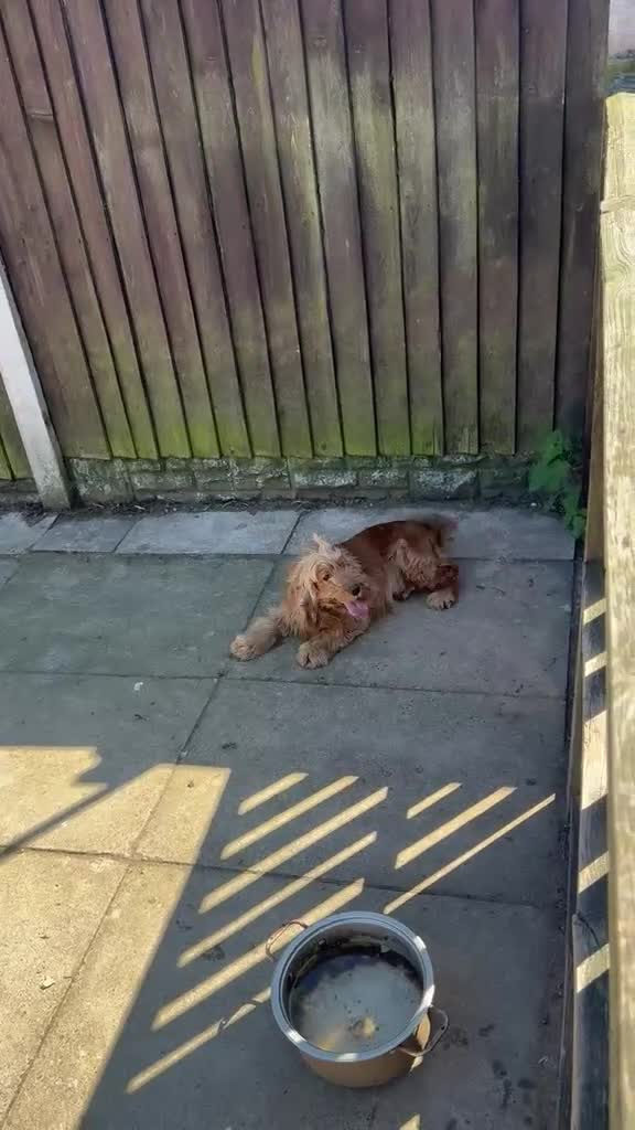 Cocker Spaniel dogs for sale: Cocker spaniel  - Video 1