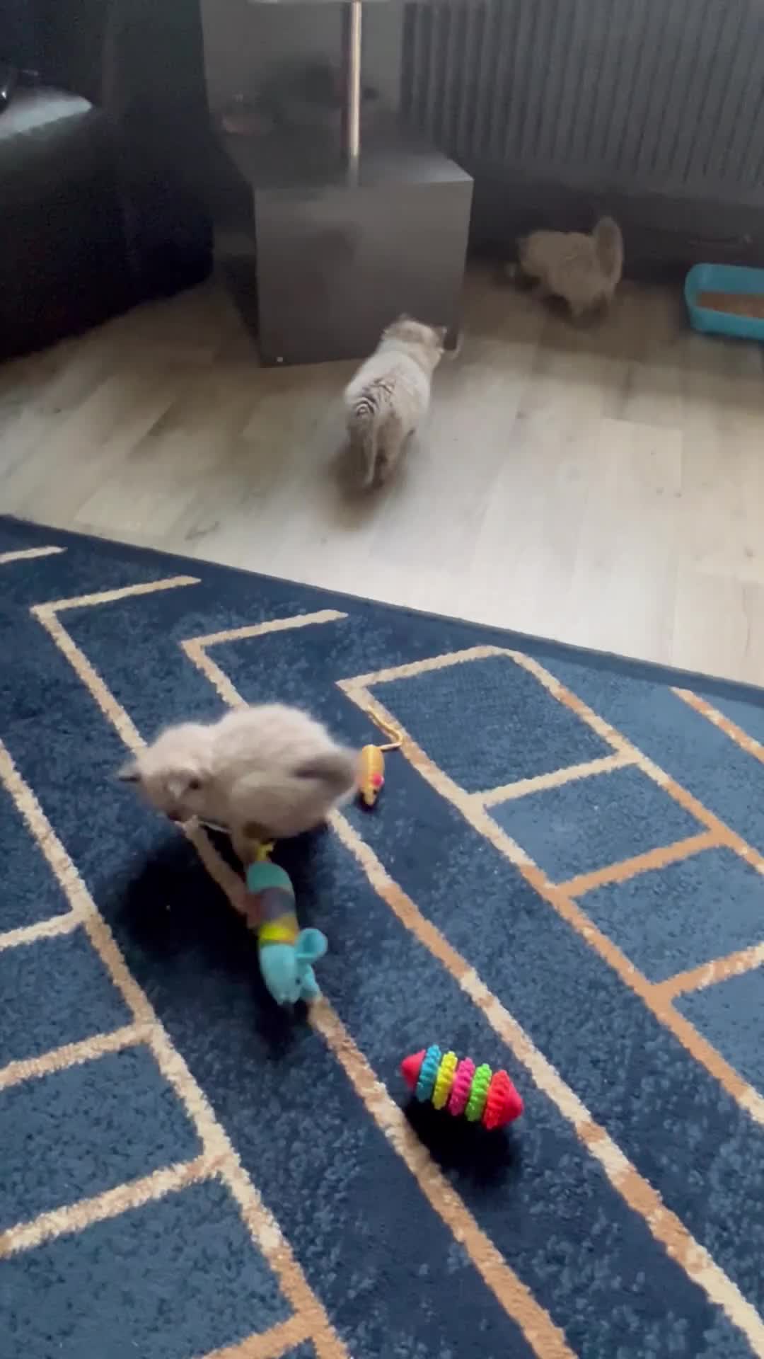 Ragdoll cats for sale: Stunning fur purebred ragdolls - Video 2