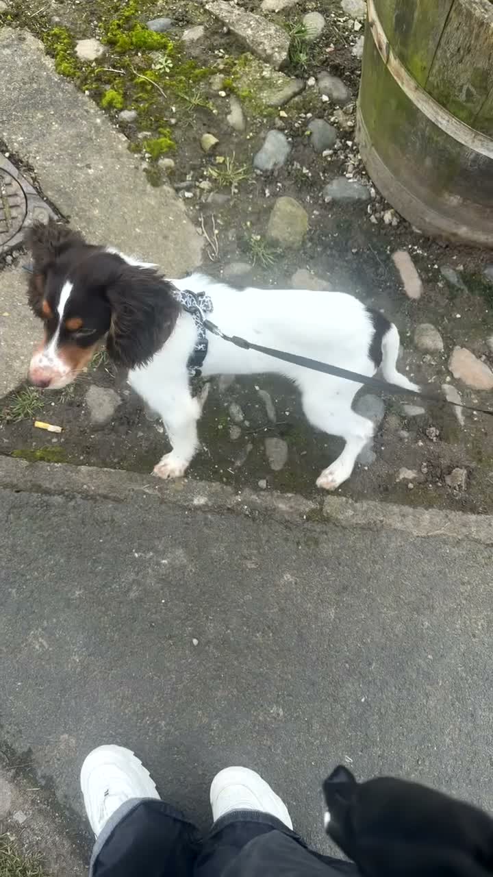 Cocker Spaniel dogs for sale: lovely spaniel  - Video 2