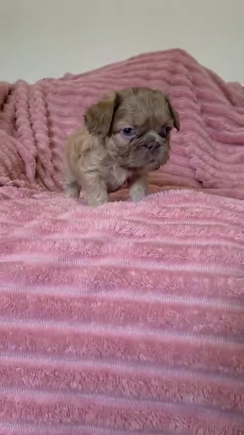 French Bulldog dogs for sale: Adorable fluffy floodle french bulldogs - Video 2