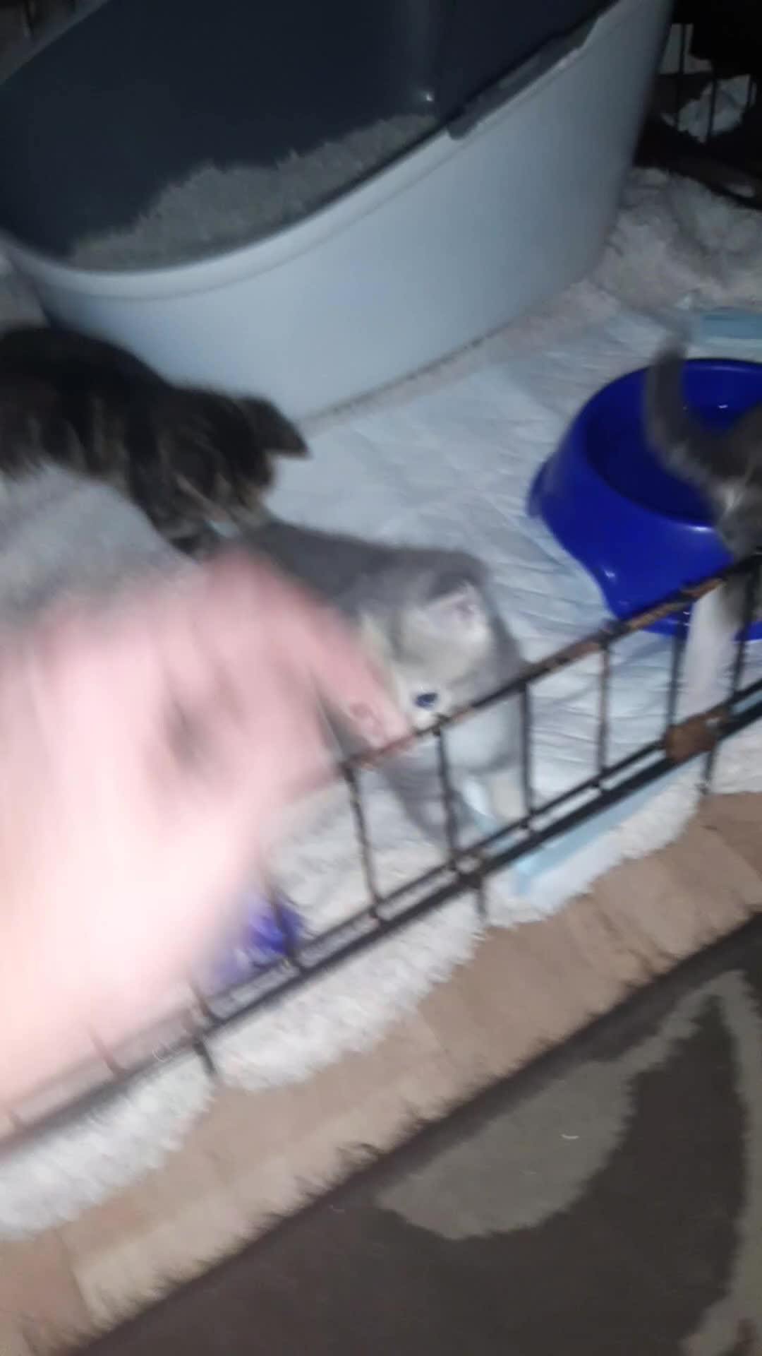 British Shorthair cats for sale: Gorgous male Ready to go - Video 2