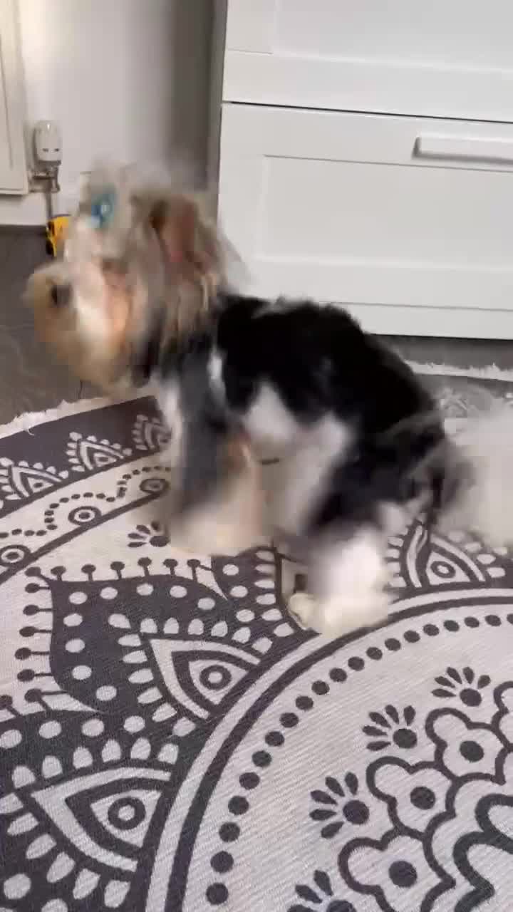 Yorkshire Terrier dogs for sale: Yorkshire Terrier Biewer - Video 1