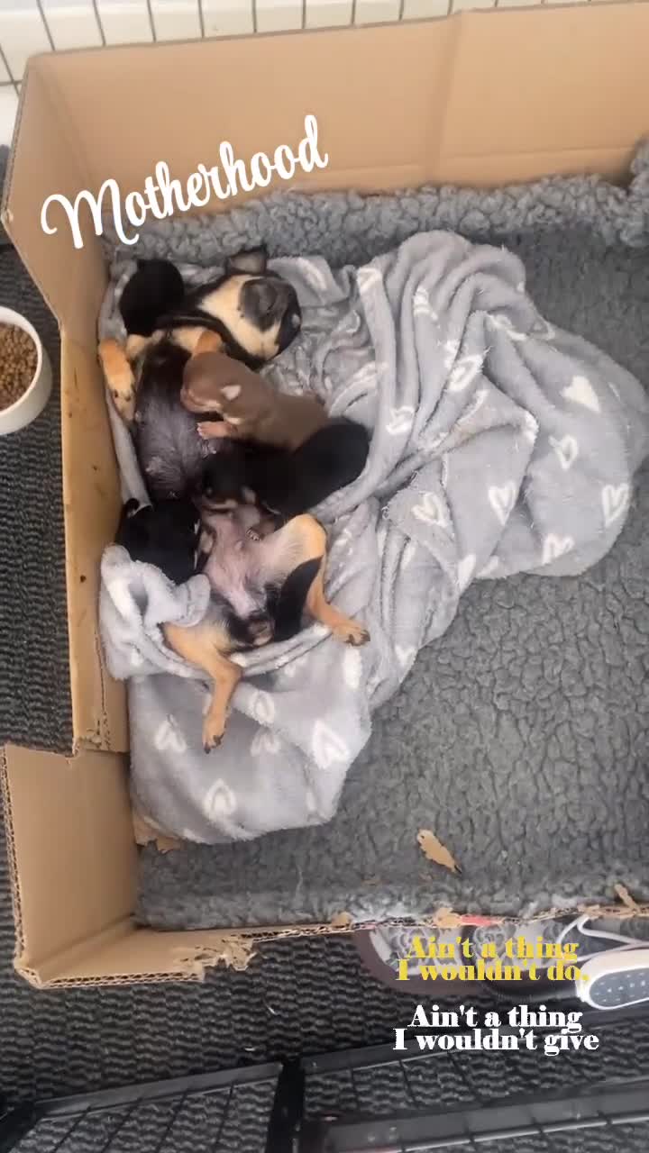 Chihuahua dogs for sale: Forever 🏡 ready KC 🇬🇧 chihuahua puppies - Video 5