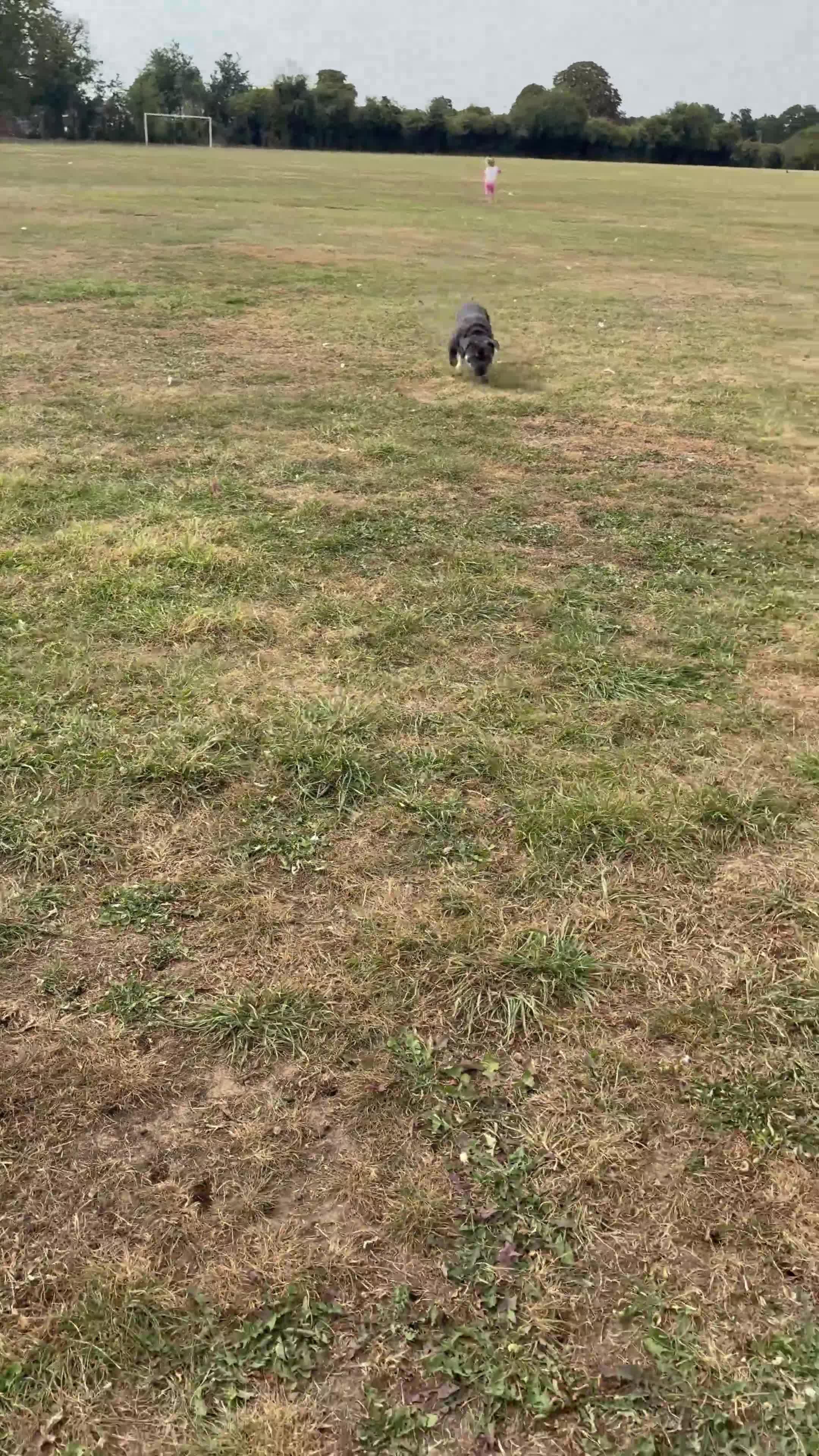 French Bulldog dogs for sale: French bulldog male - Video 1