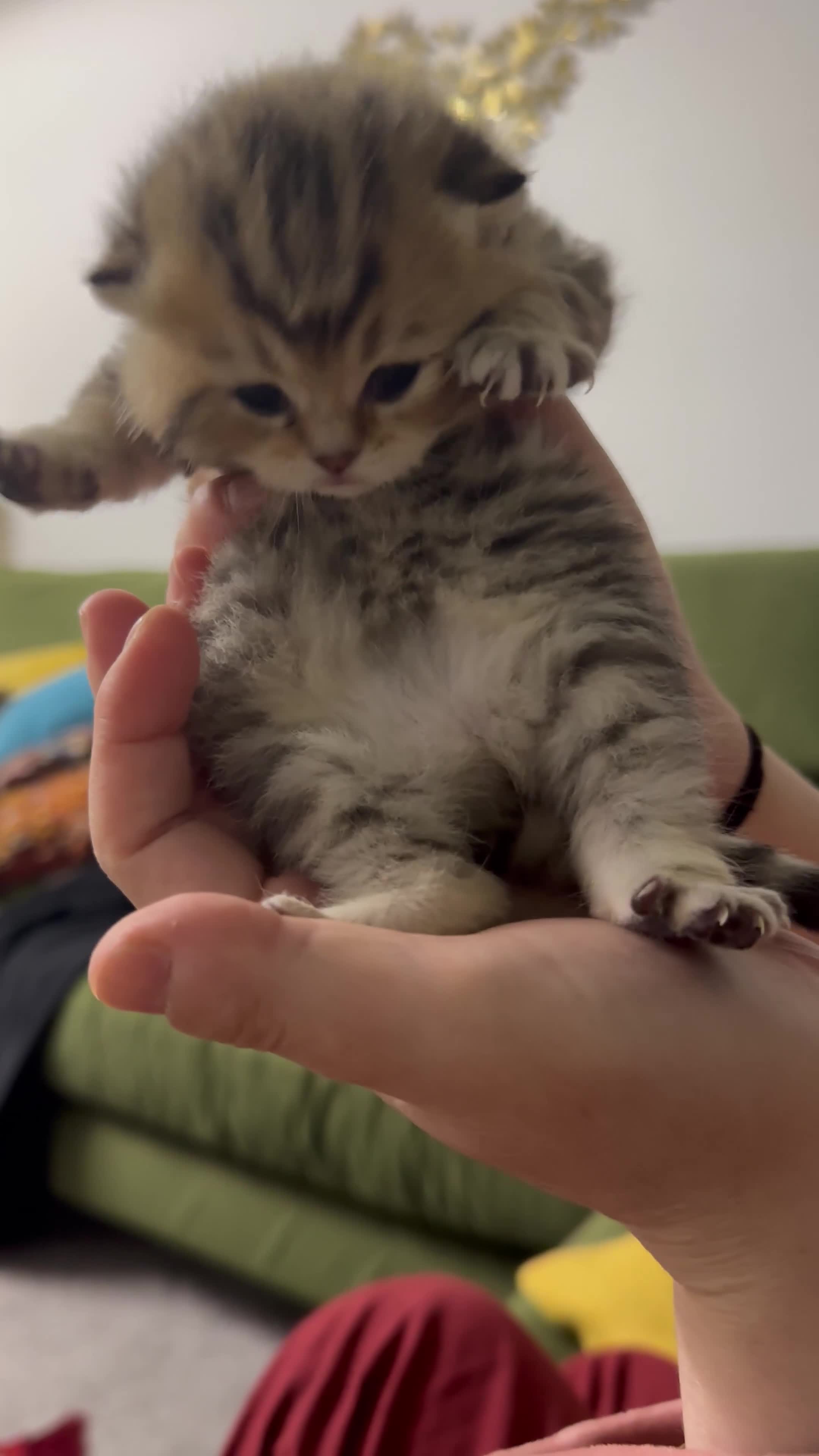 British Shorthair cats for sale: BSH beautiful kittens for sale  in Wigston - Video 1