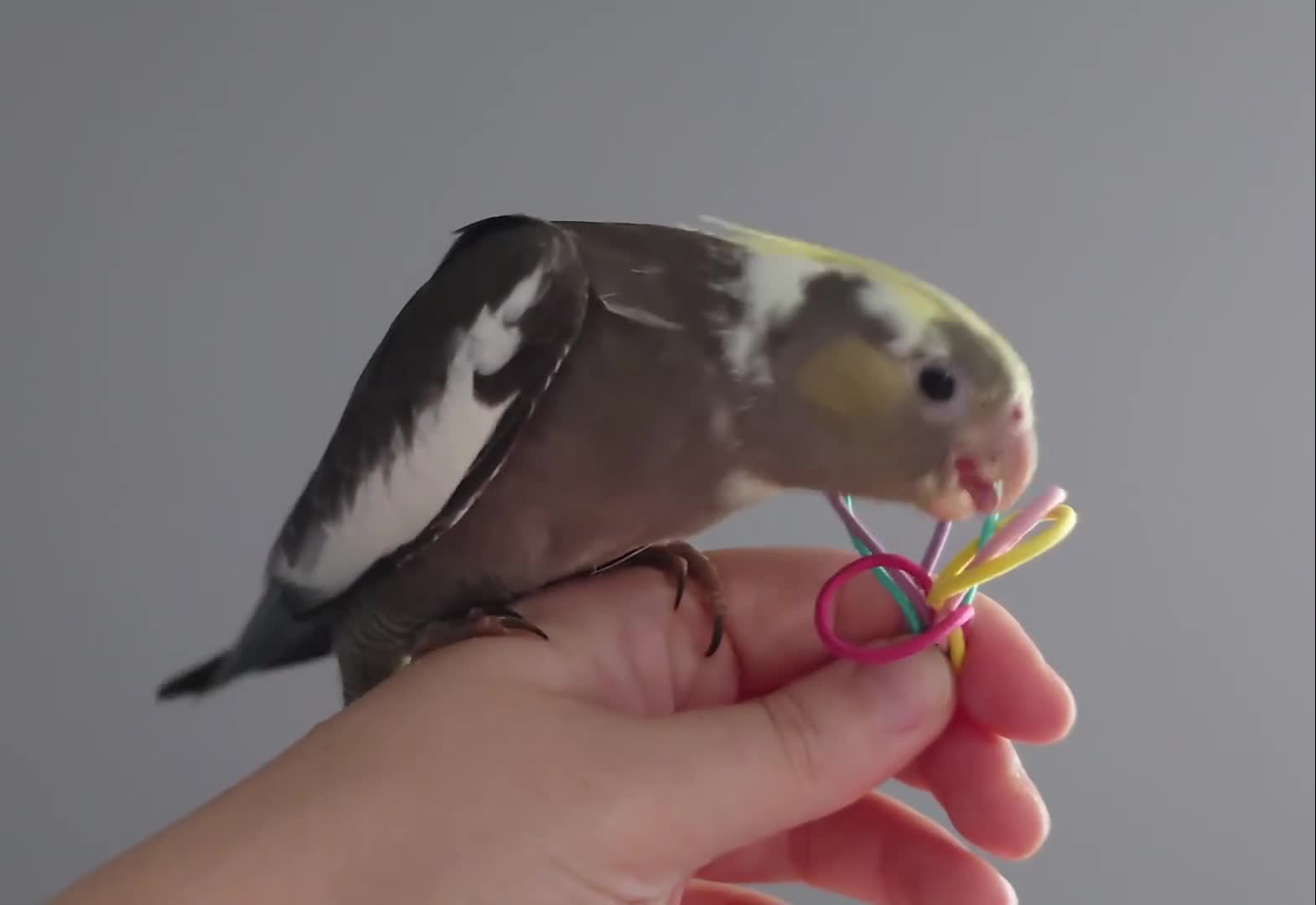 Cockatiels birds for sale: Hand reared silly tame DNA sexed baby cockatiels  - Video 1