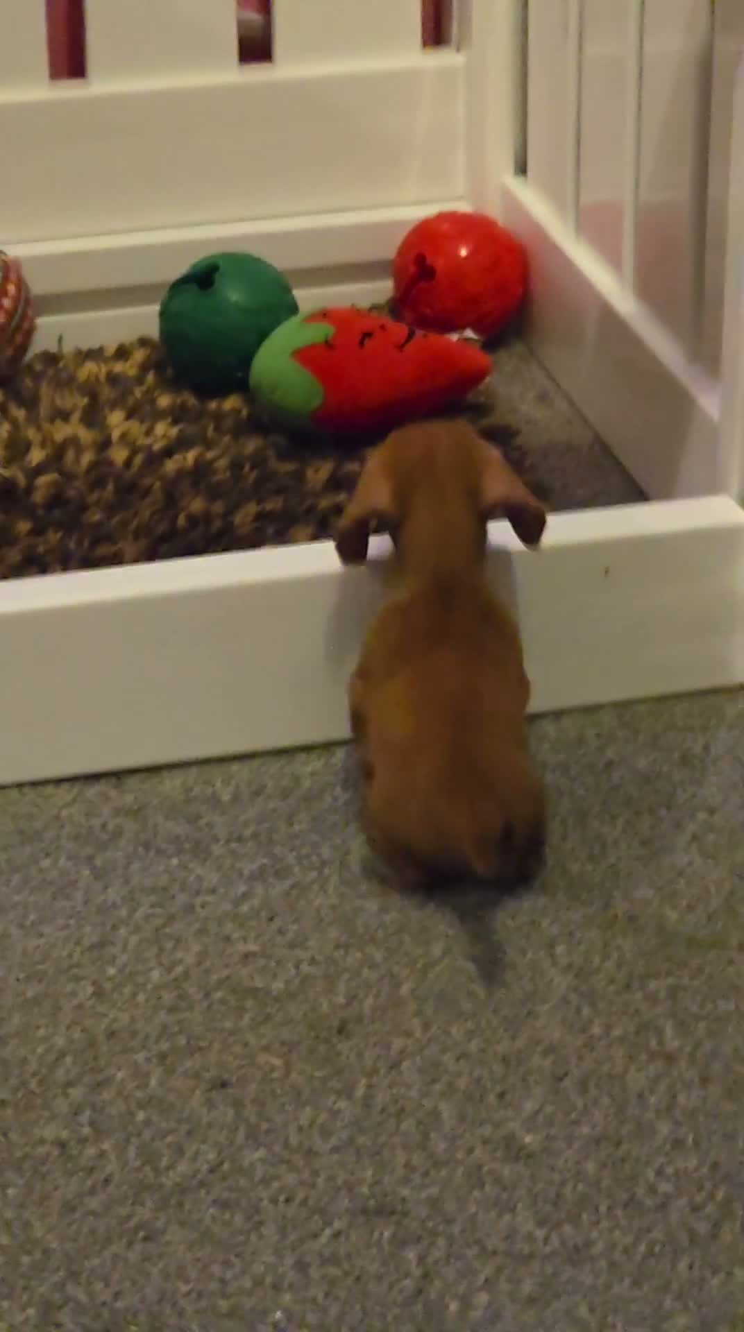 Miniature Dachshund dogs for sale: 4 beautiful miniature dachshunds  - Video 2