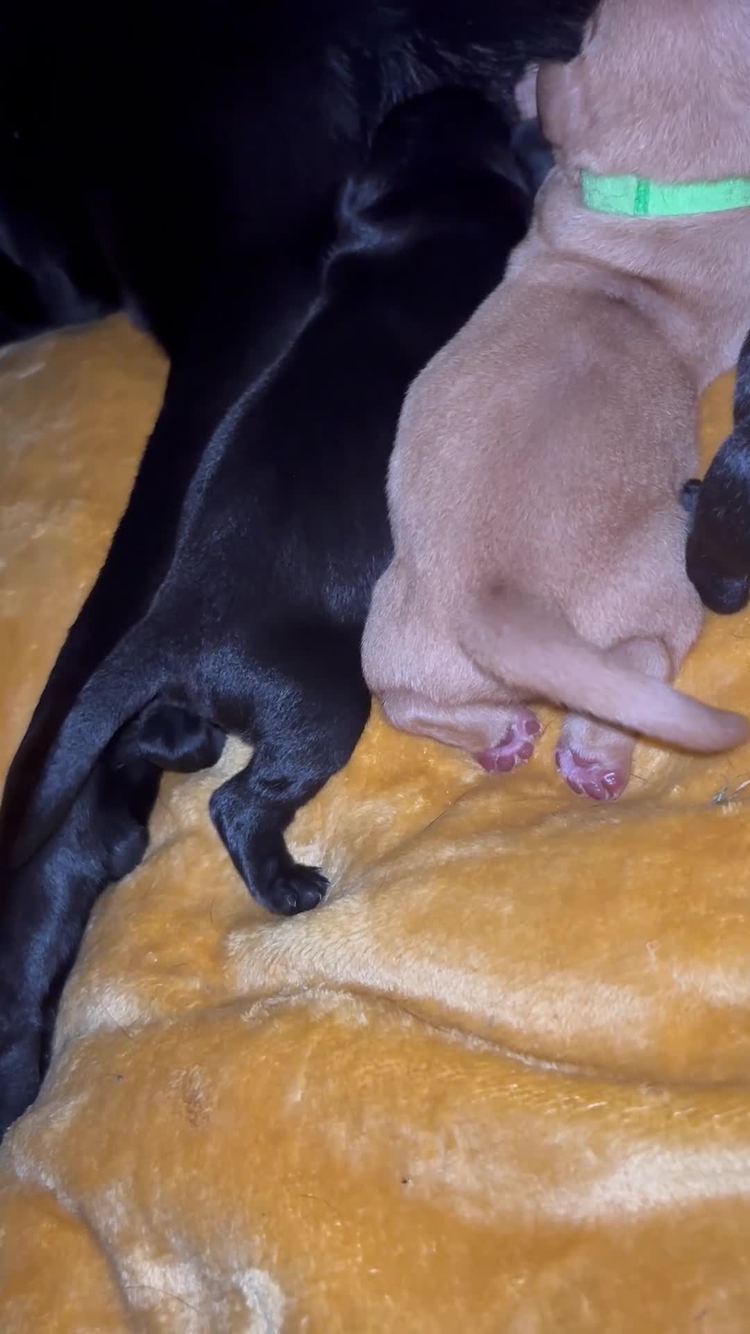 Labrador Retriever dogs for sale: Labrador puppies  in Weymouth - Video 2