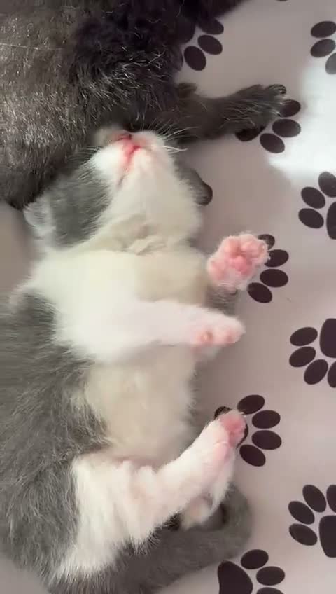 British Shorthair cats for sale:  GCCF Pedigree — Champion Bloodline Babies - Video 4