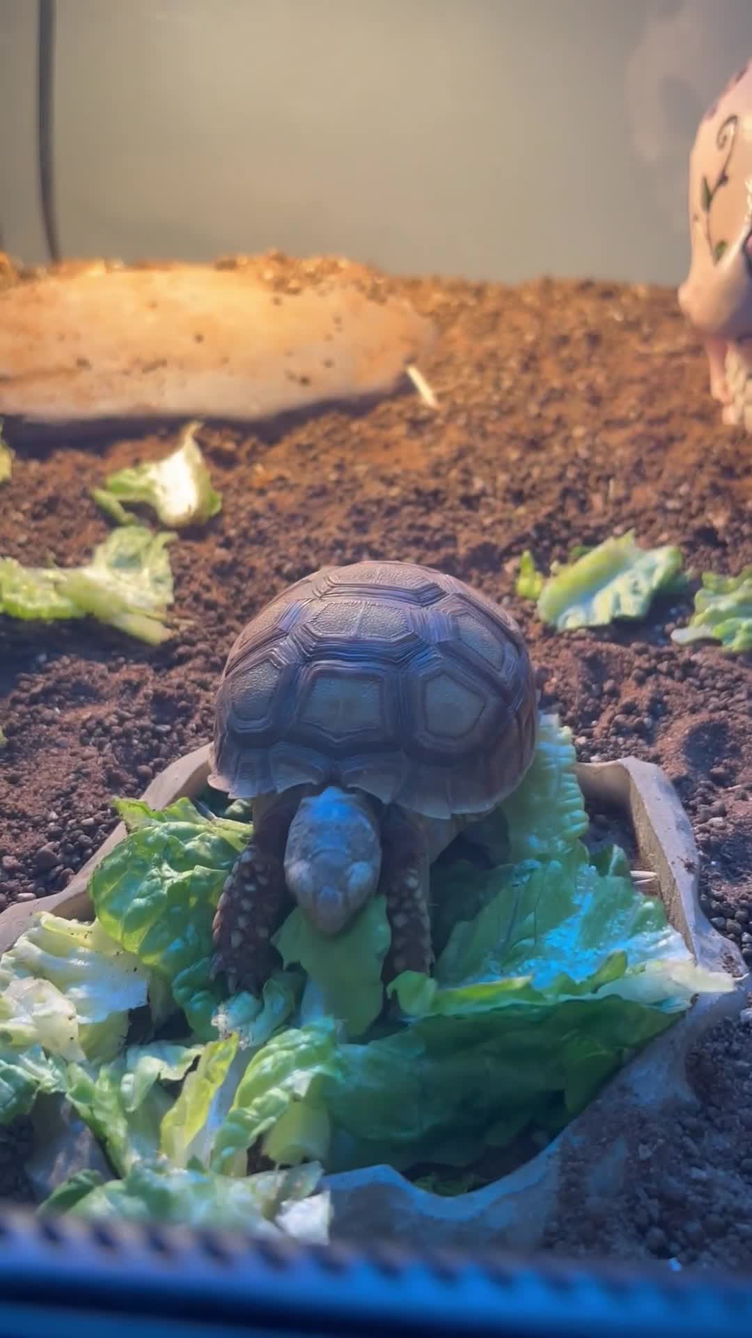 Tortoise reptiles for sale: Tortoise  - Video 2