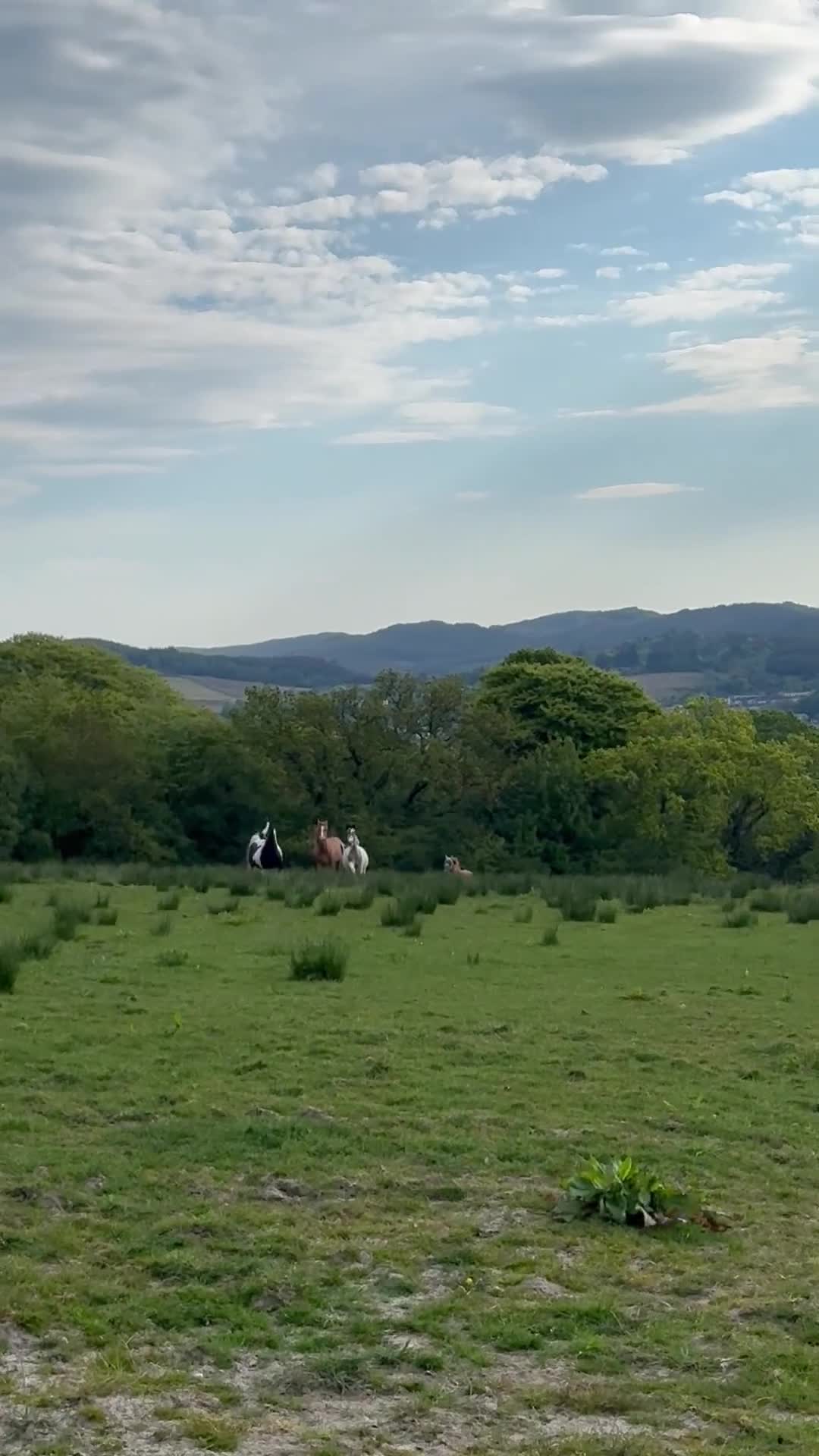 Welsh Section B horses for sale: Palomino Welsh B Non Ridden Companion/ InHand Pony - Video 4
