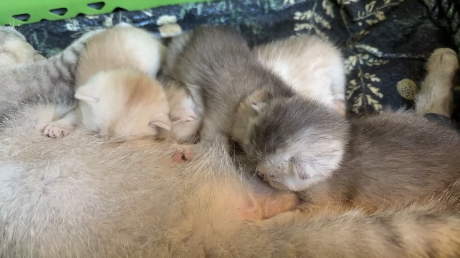 British Shorthair cats for sale: 🐾 BSH babies 🐾 - Video 1