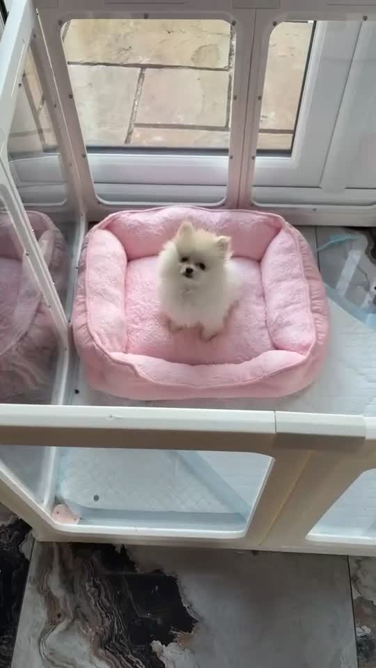 Pomeranian dogs for sale: REDUCED!, last Pomeranian girl🎀🌸 - Video 3