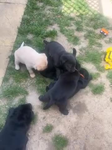 Labrador Retriever dogs for sale: Beautiful litter of Labradors  in Dartford - Video 1