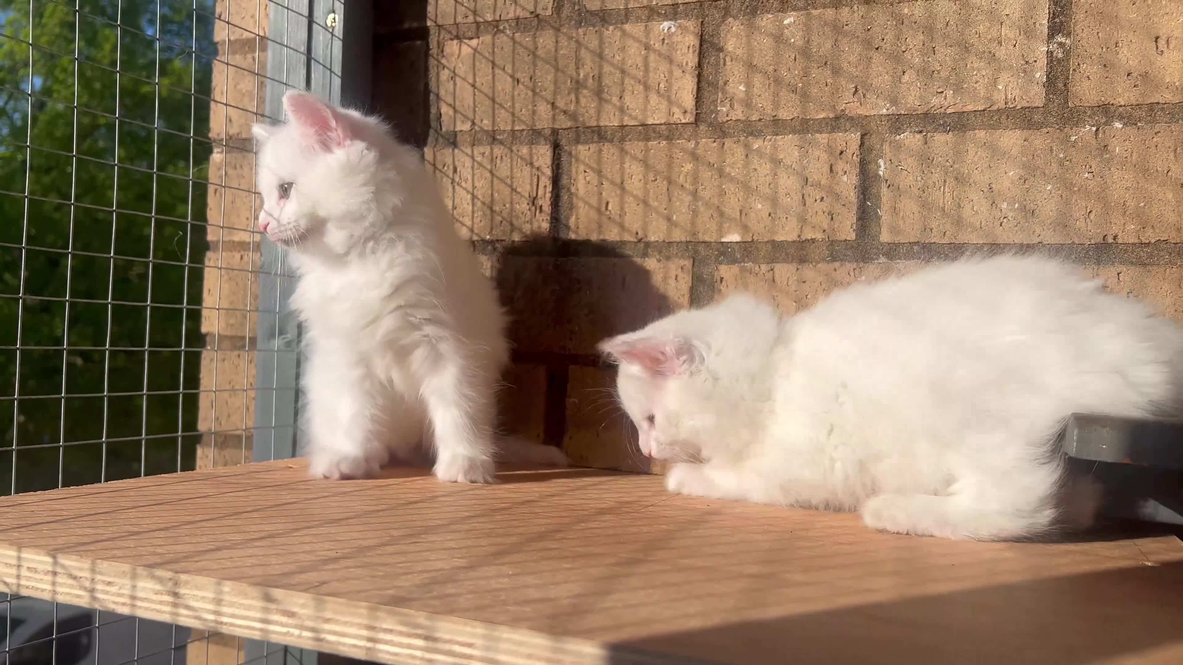 Turkish Angora cats for sale: Kittens available for loving homes - Video 1