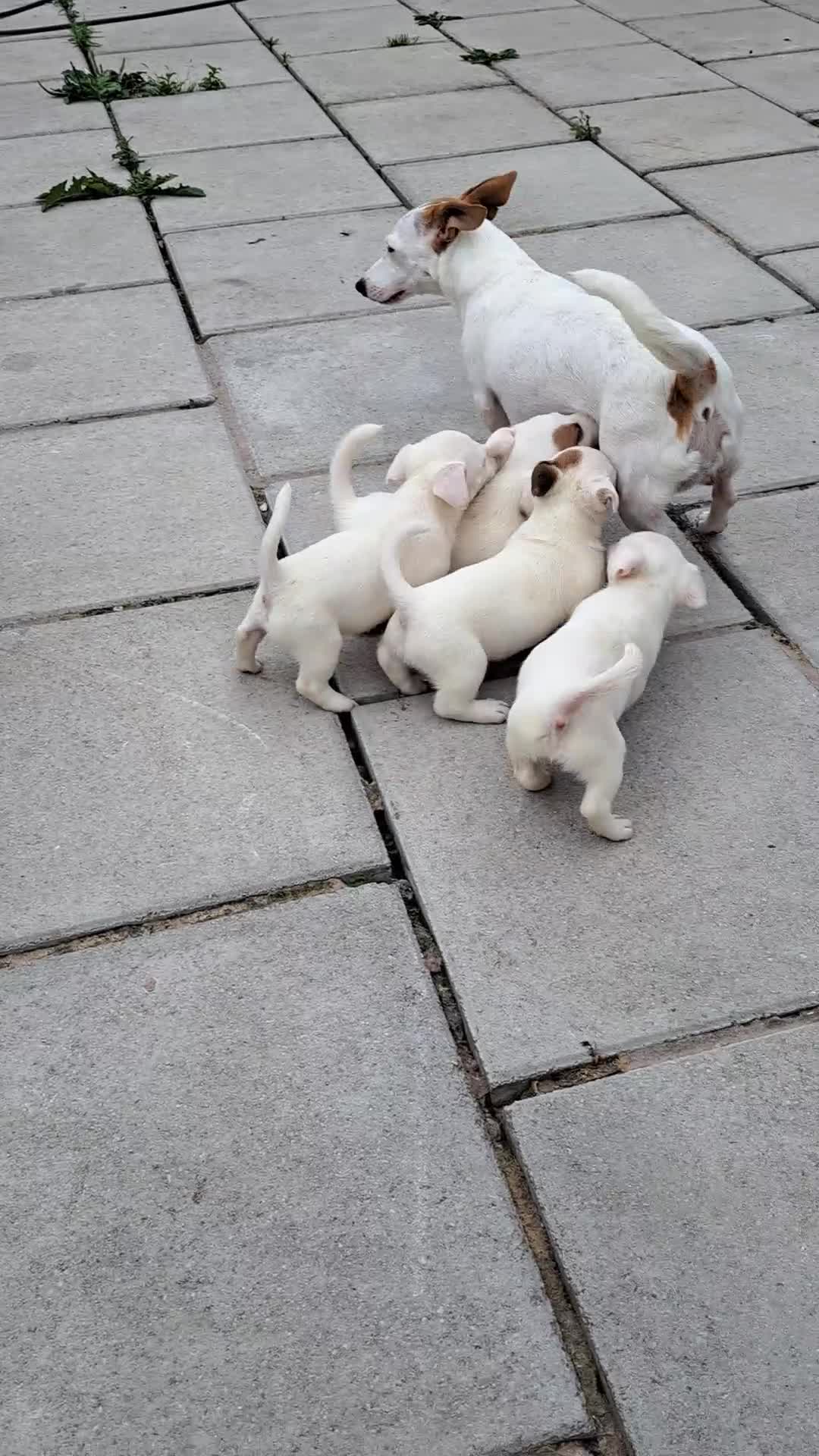 Jack Russell dogs for sale: Jolly Joyful Jack Russells  - Video 1