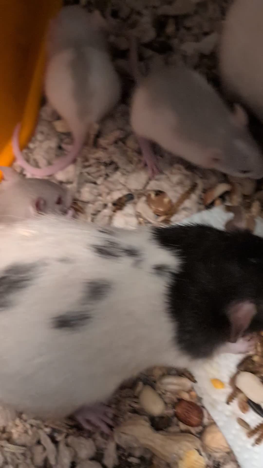 Rat rodents for sale: Adorable Dumbo and Fancy Rats - Video 1