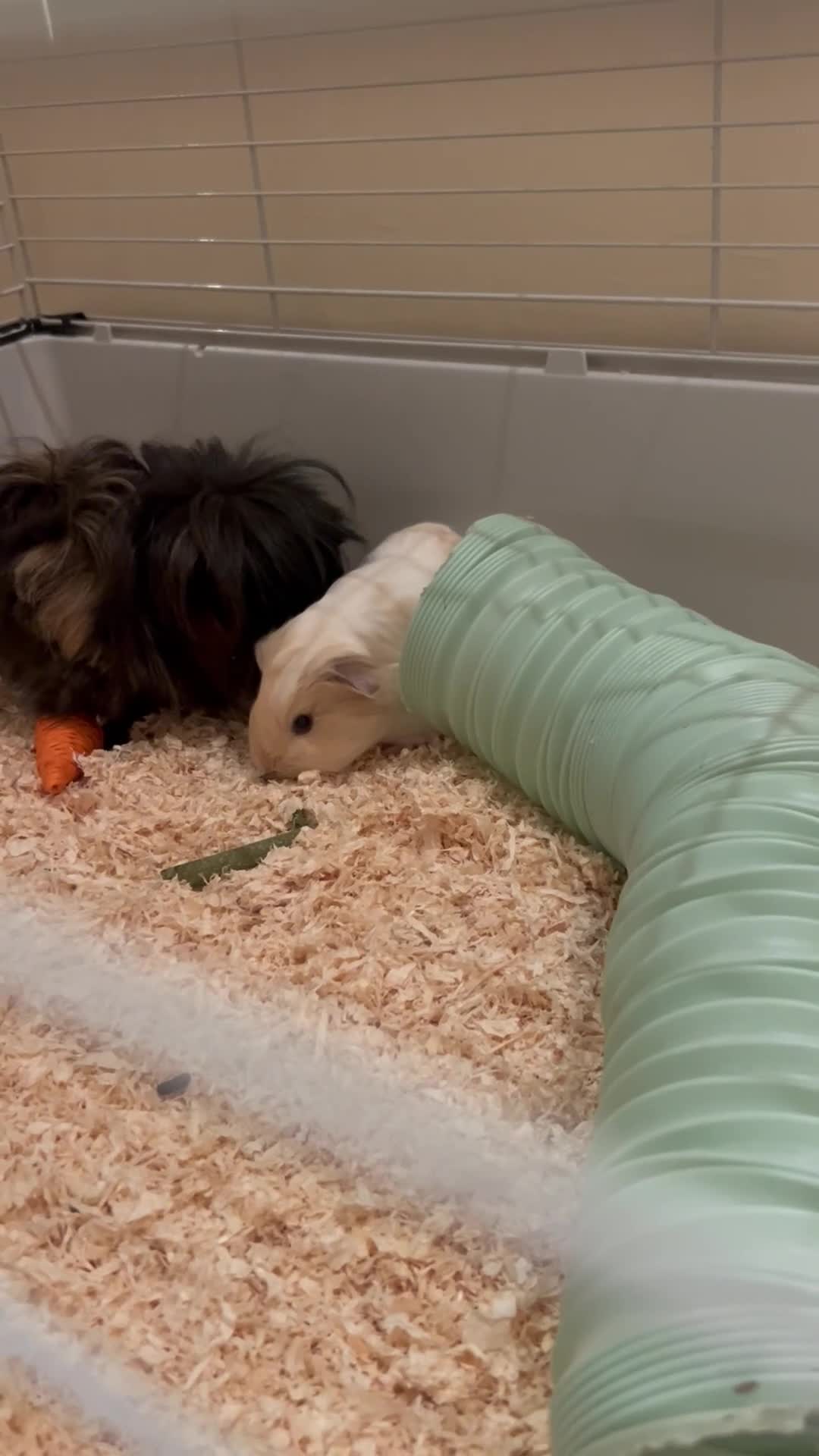 Guinea Pig rodents for sale: Two guinea pigs in Burntisland - Video 1