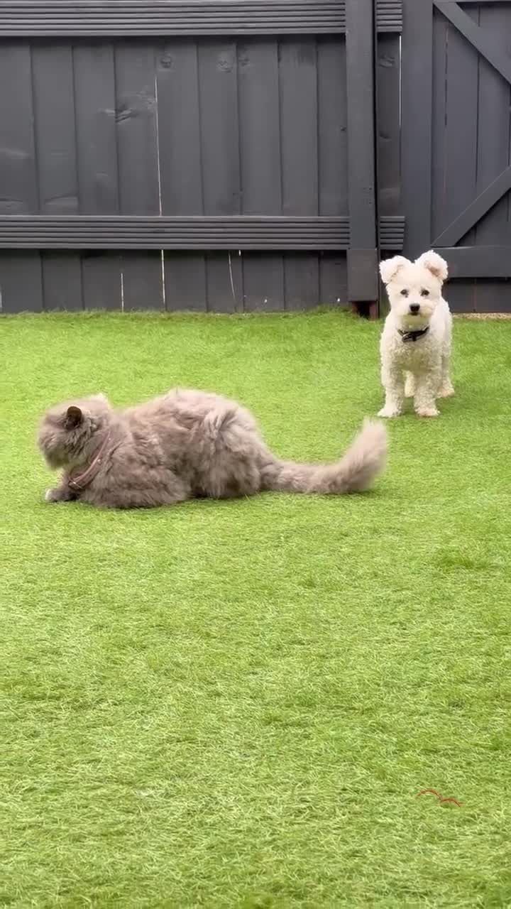 Bichon Frise dogs for stud: Male  - Video 1