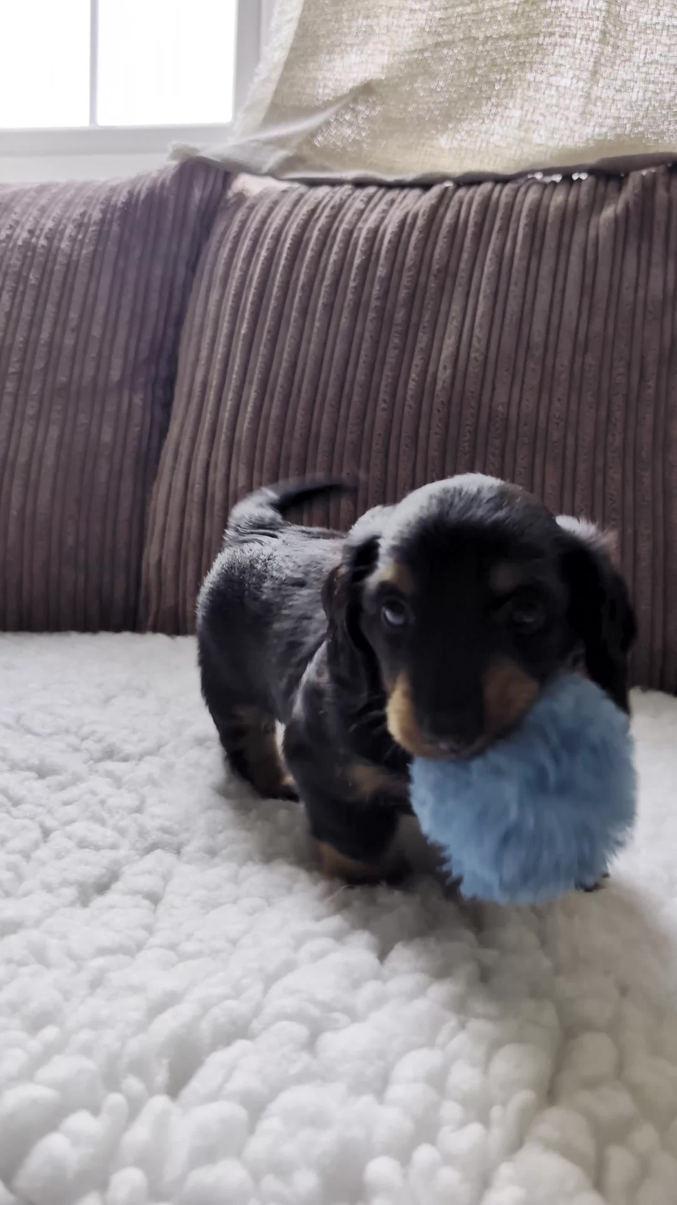 Miniature Dachshund dogs for sale: Male Miniature Dachshund Puppy  - Video 1