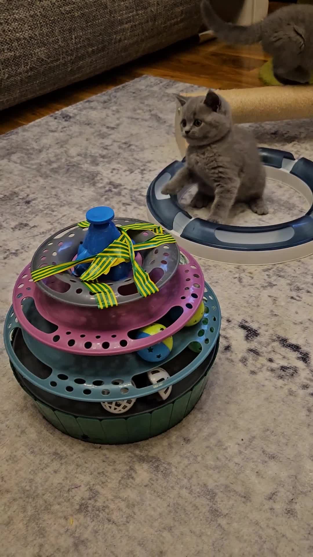 British Shorthair cats for sale: British Blue Shorthair kittens, GCCF pedigree - Video 3