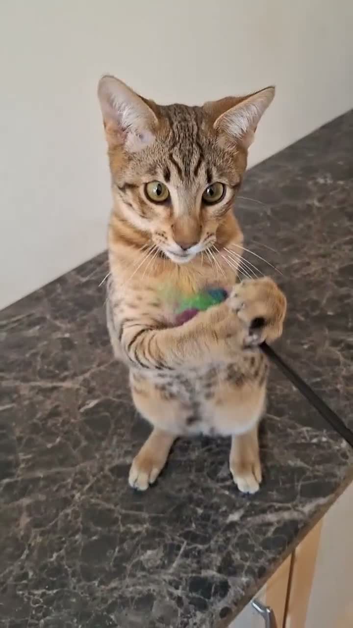 Savannah cats for sale: SBTF6 Tica Savannah male Mercury very friendly  - Video 1