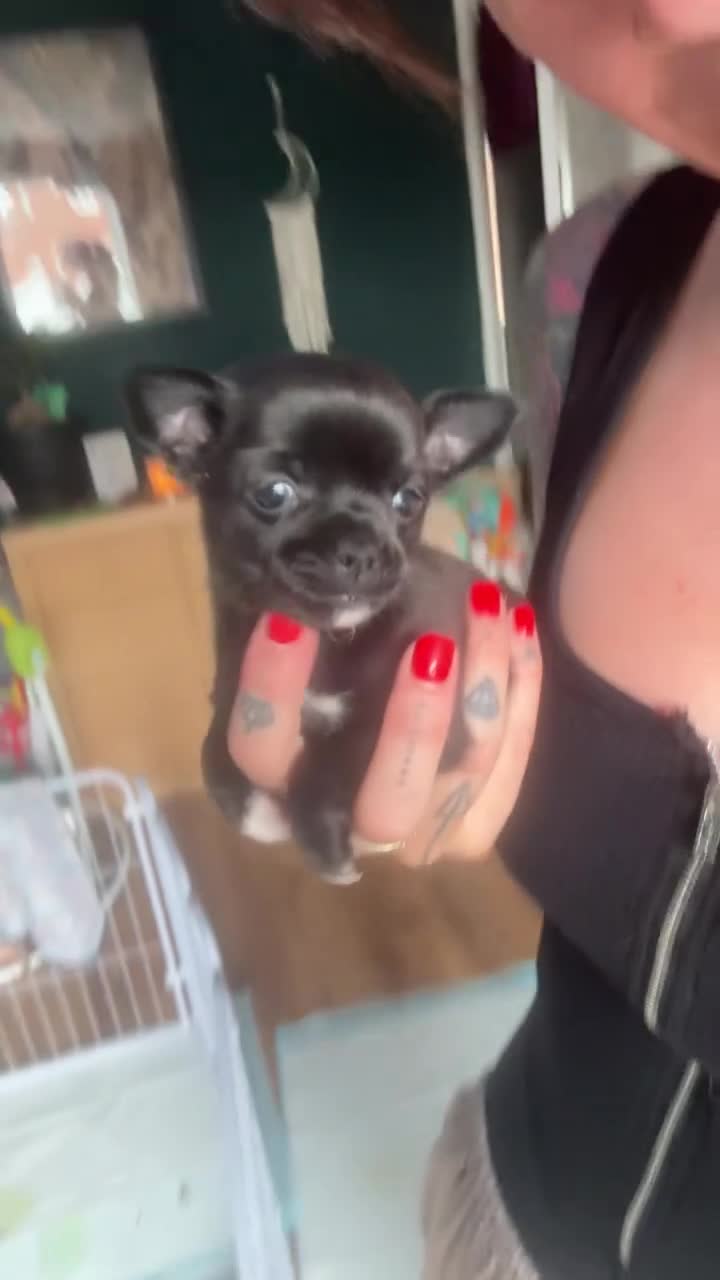 Chihuahua dogs for sale: 🐾 Stunning Chihuahua Puppies Available 🐾 - Video 1