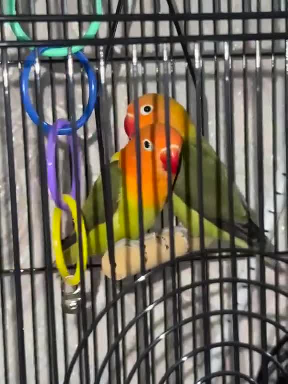Lovebirds birds for sale: Beautiful Pair Of Love Birds  in Smethwick - Video 2