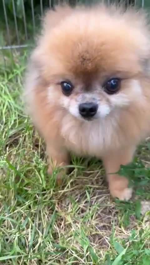 Pomeranian dogs for adoption: Milo’s Heartbreaking Tale - Video 1