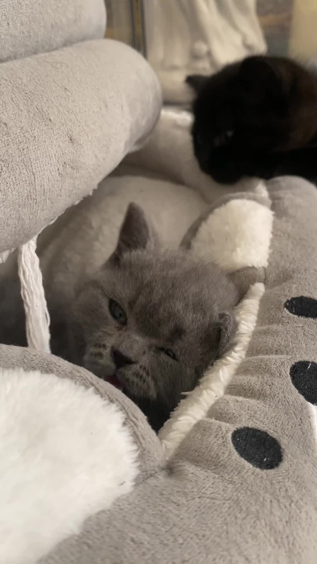 British Shorthair cats for sale: Exclusive Pedigree British Shorthair Kittens - Video 1