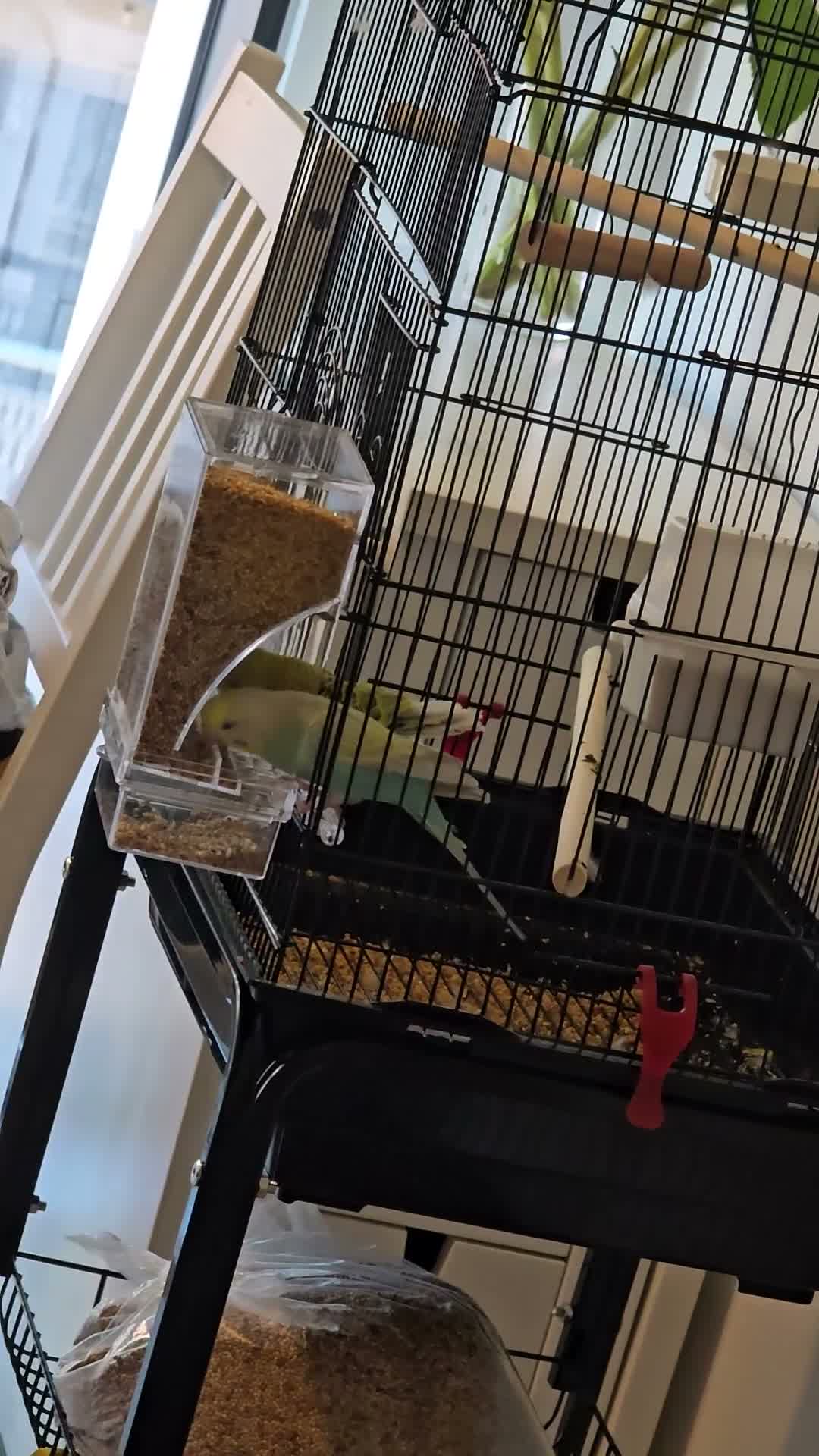 Budgerigars birds for sale: Femal and male budgies in Bristol - Video 1