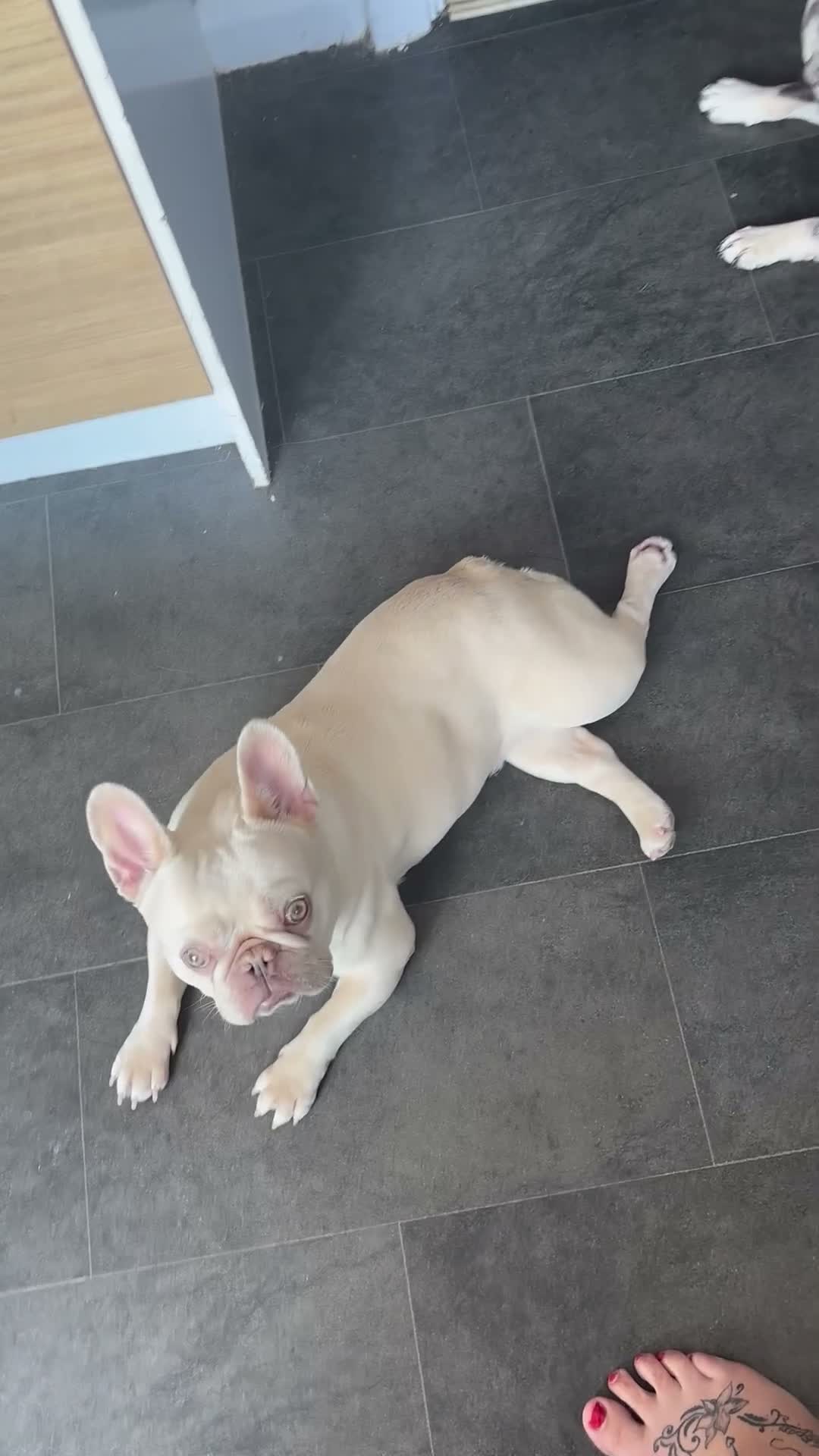 French Bulldog dogs for sale: 2 French bull dog girls  - Video 1