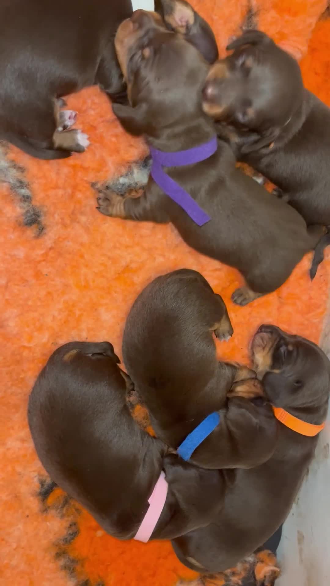 Miniature Dachshund dogs for sale: Which chocolate do you choose ?? 🍬  - Video 1