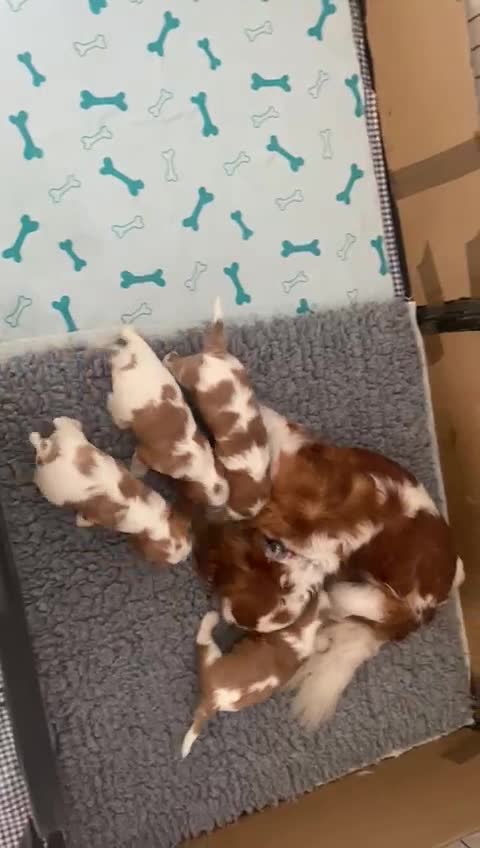 Cavalier King Charles Spaniel dogs for stud: KC Reg Cavalier King Charles Spaniel for Stud in Eastbourne - Video 1