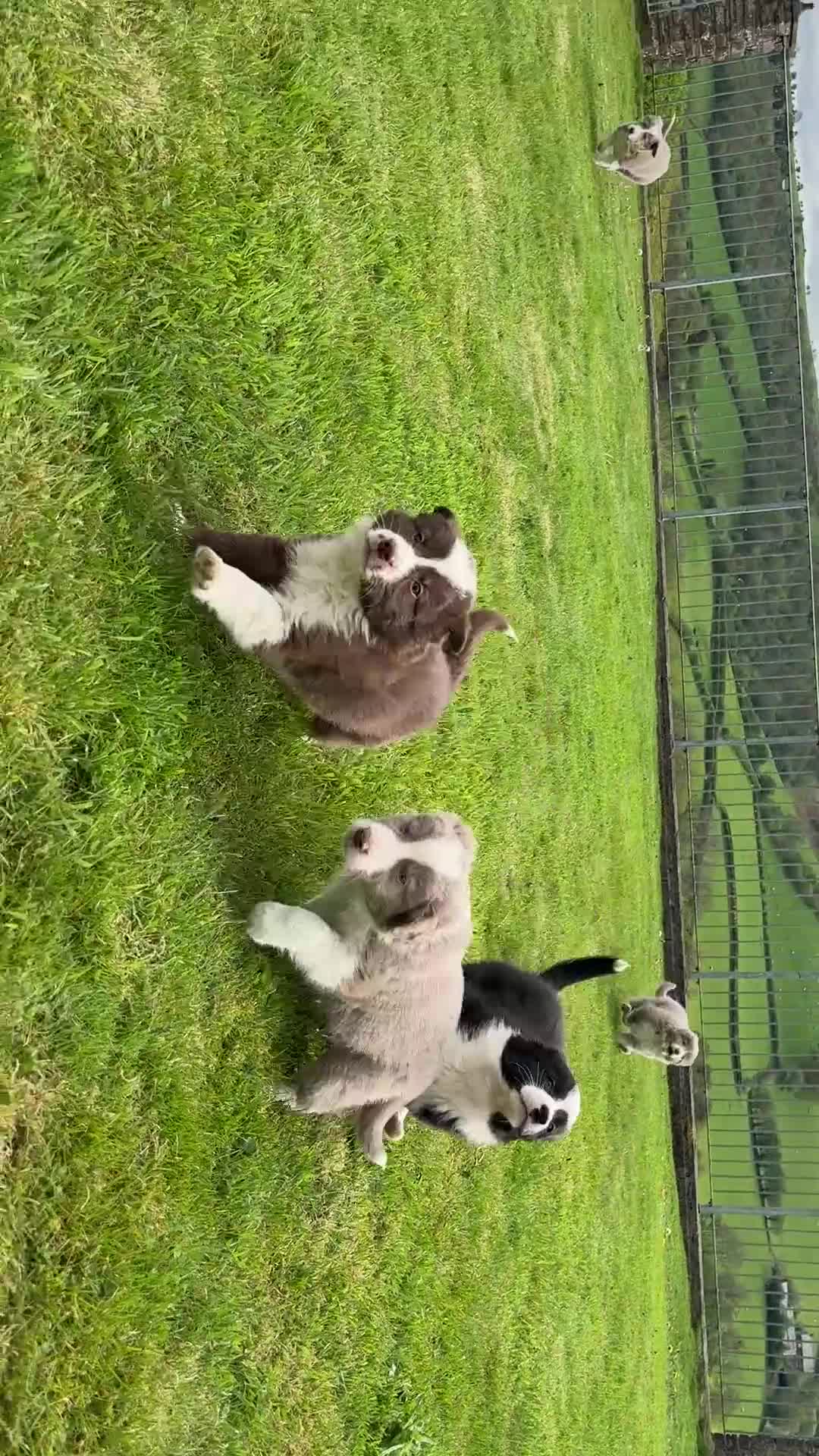 Border Collie dogs for sale: Rare Welsh Border Collie Puppies - Video 1