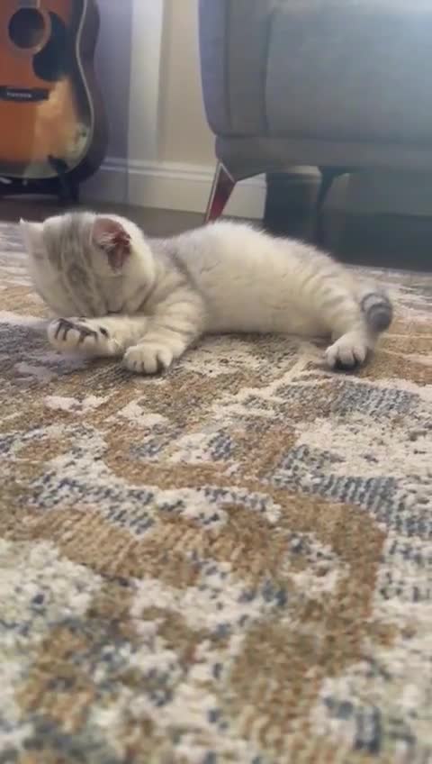 British Shorthair cats for sale: 2 TICA registered BSH kittens  - Video 2