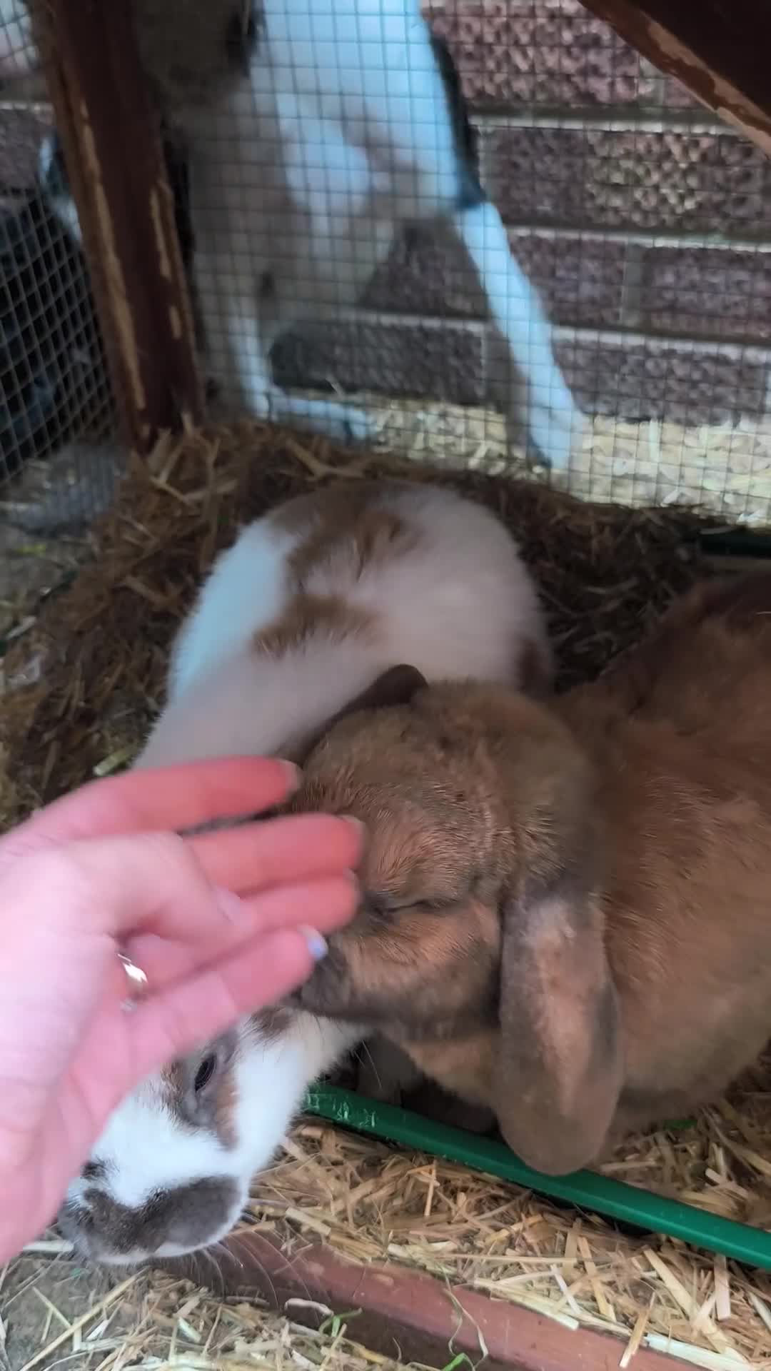 French Lop rabbits for sale: Very friendly lop eared rabbits, neutered  - Video 1