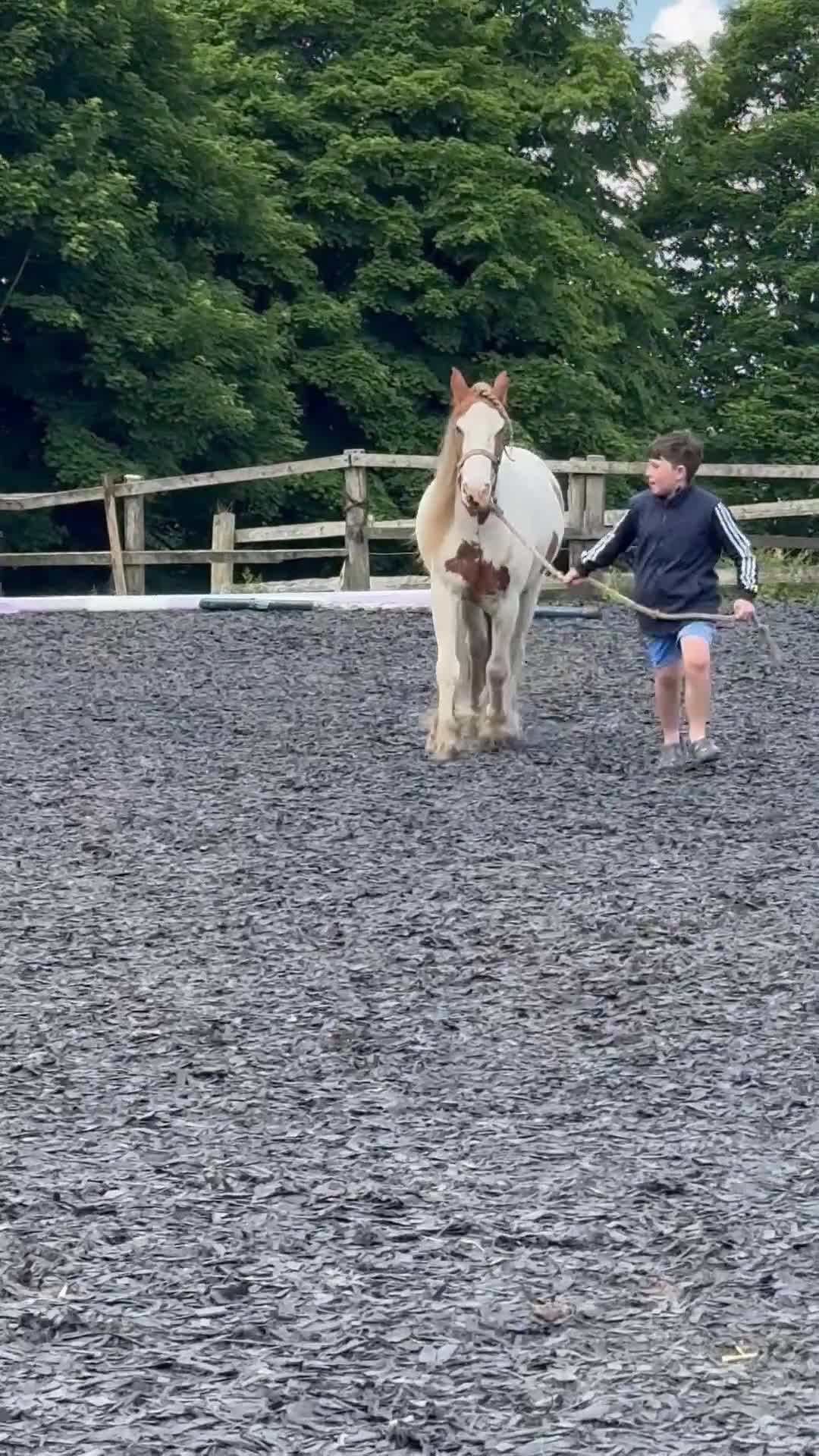 Irish Cob horses for sale: Spirit in Macclesfield - Video 4