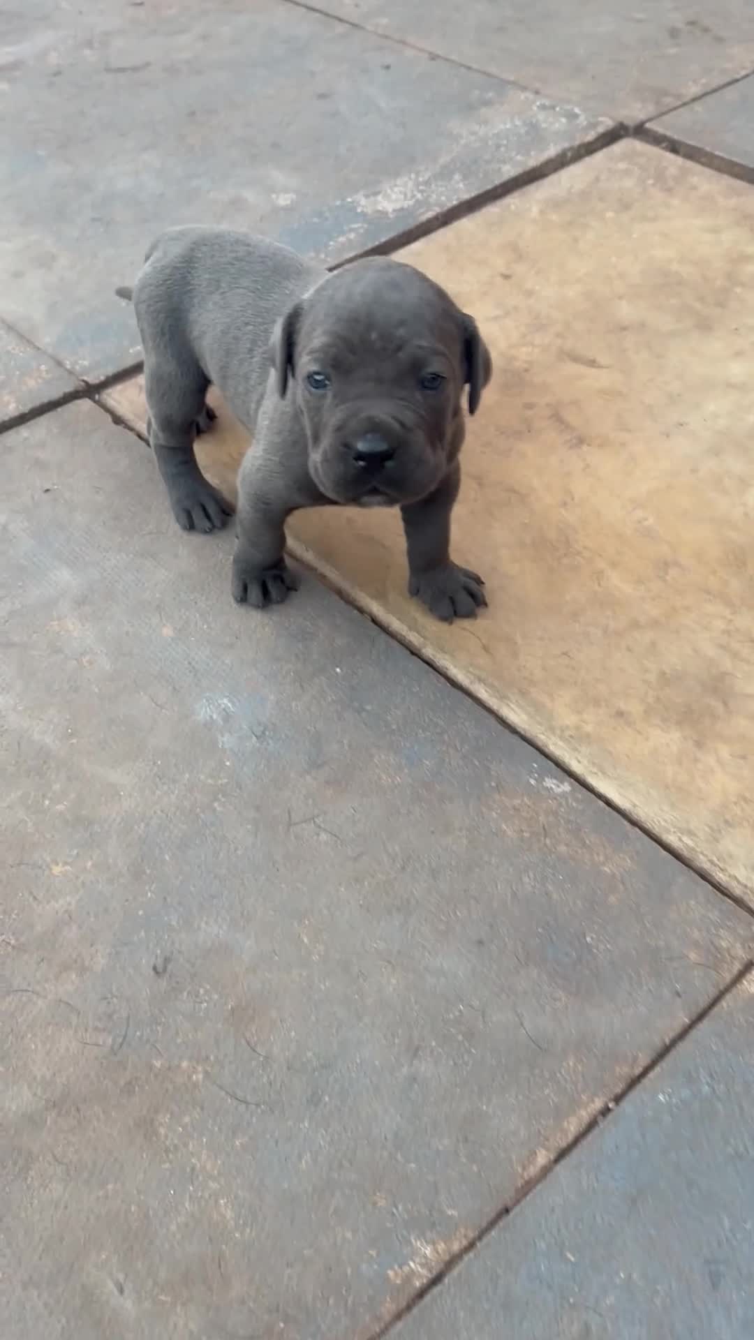 Cane Corso dogs for sale: Cane corso puppies  in Bilston - Video 5