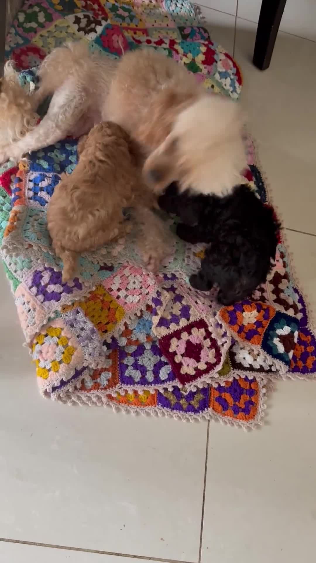 Toy Poodle dogs for sale: Outstanding health tested Petite Toy Poodie Pups  - Video 1
