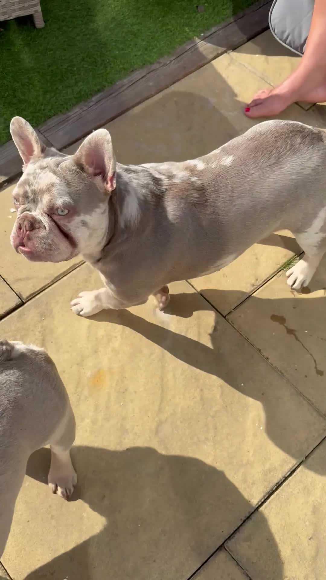 French Bulldog dogs for sale: Lovely 8month old French Bulldog - Video 1