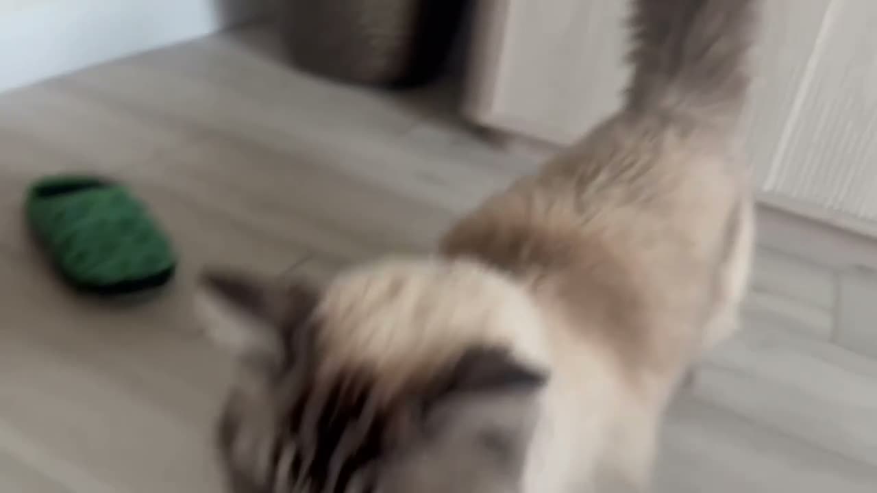 Ragdoll cats for sale: A loving home for our sweet boy 🐾❤️ - Video 1