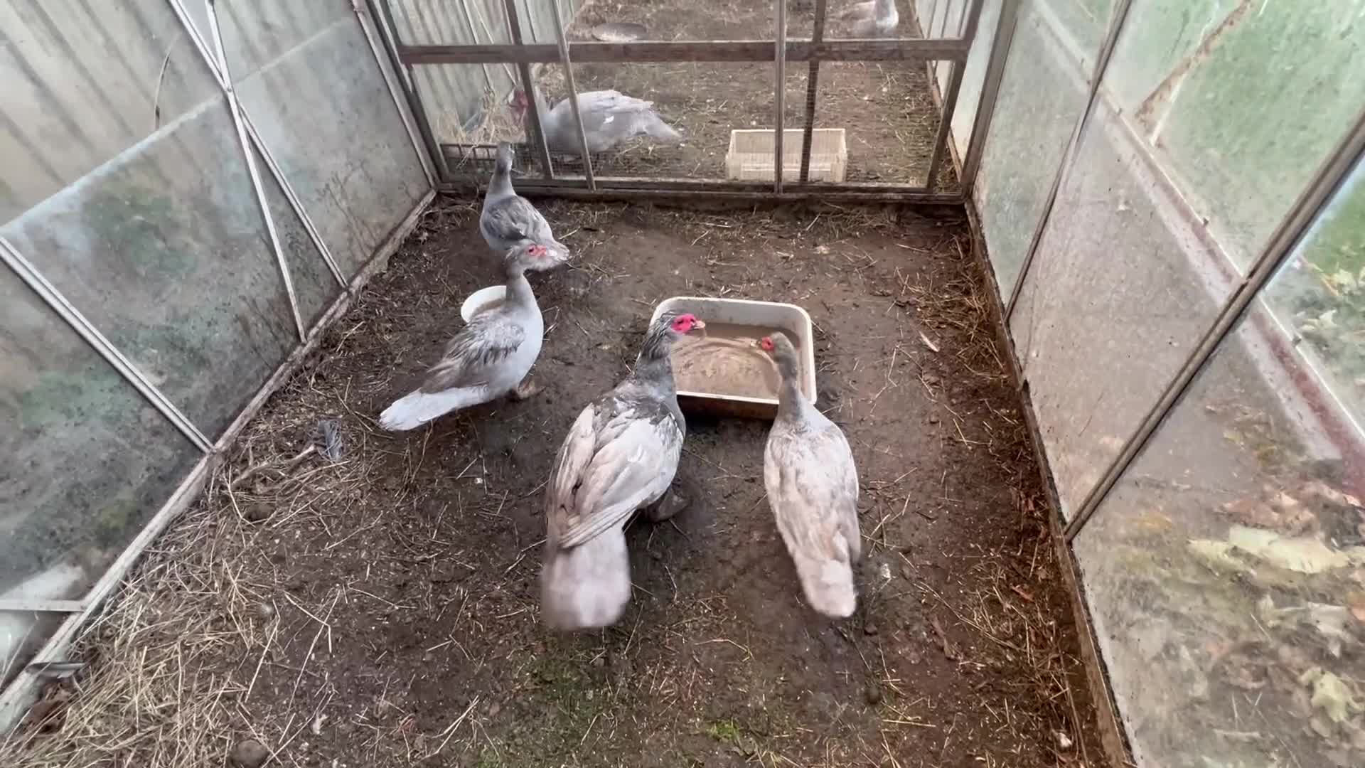 Ducks poultry for sale: Muscovy duck  - Video 3
