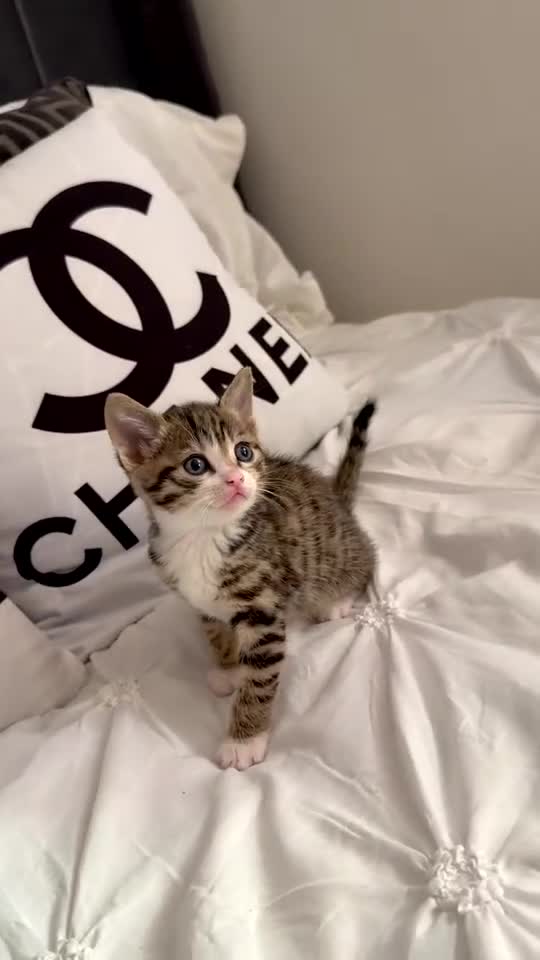 Mixed Breed cats for sale: kittens for sale  - Video 2