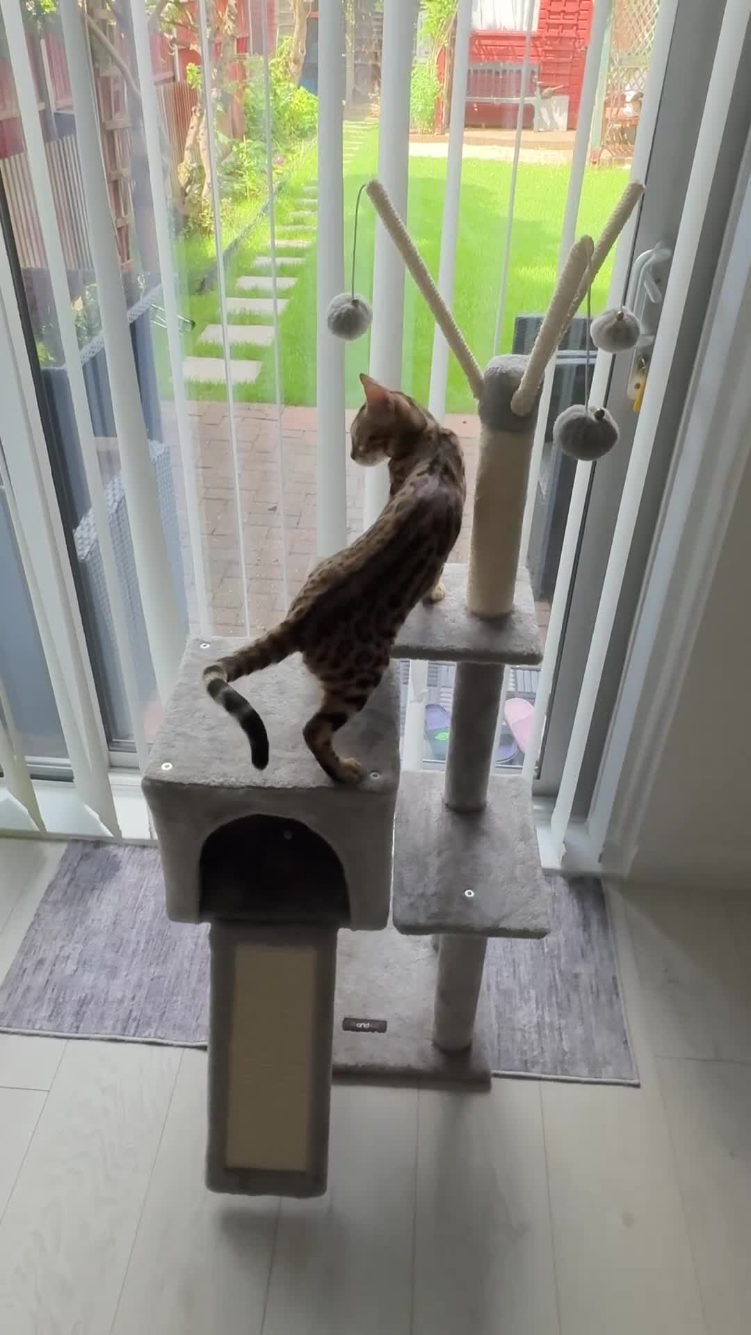 Bengal cats for sale: Bengal cat (still a kitten)  in Greenford - Video 1