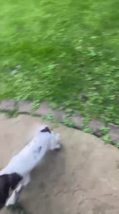 English Springer Spaniel dogs for sale: Springer Spaniel Puppies - Video 3