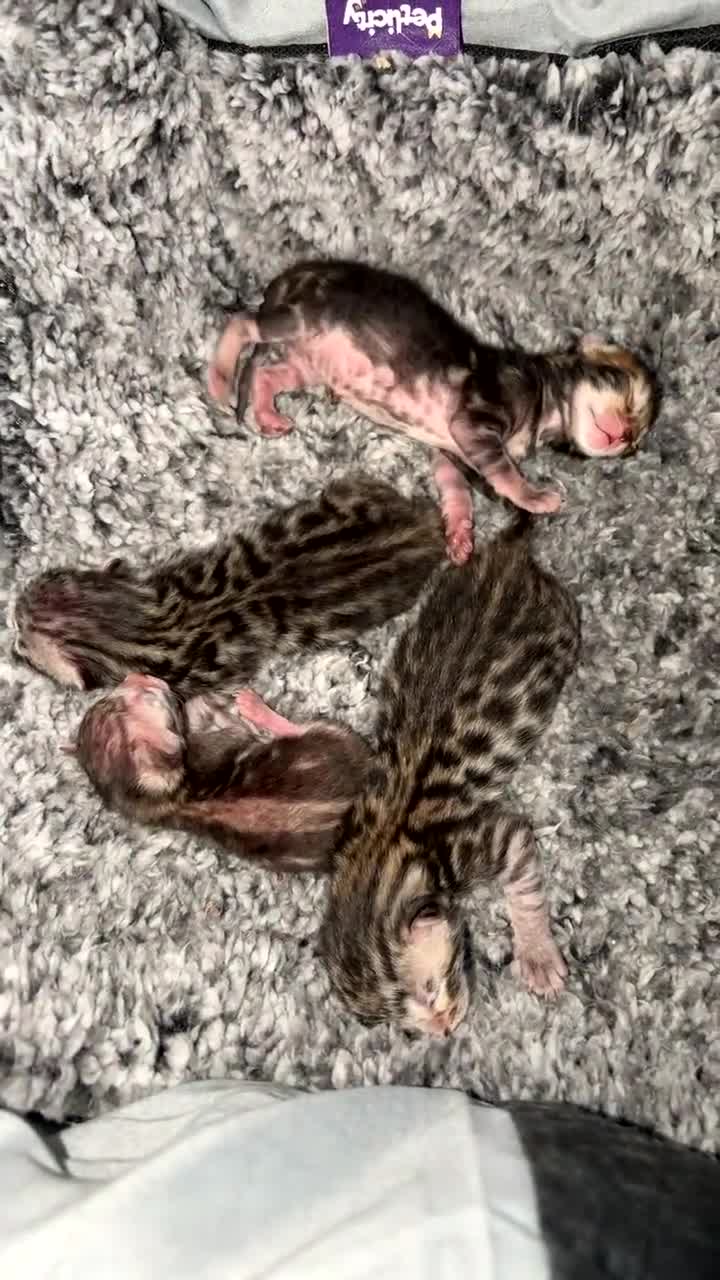 Bengal cats for sale: Bengal kittens for sale  in London - Video 1