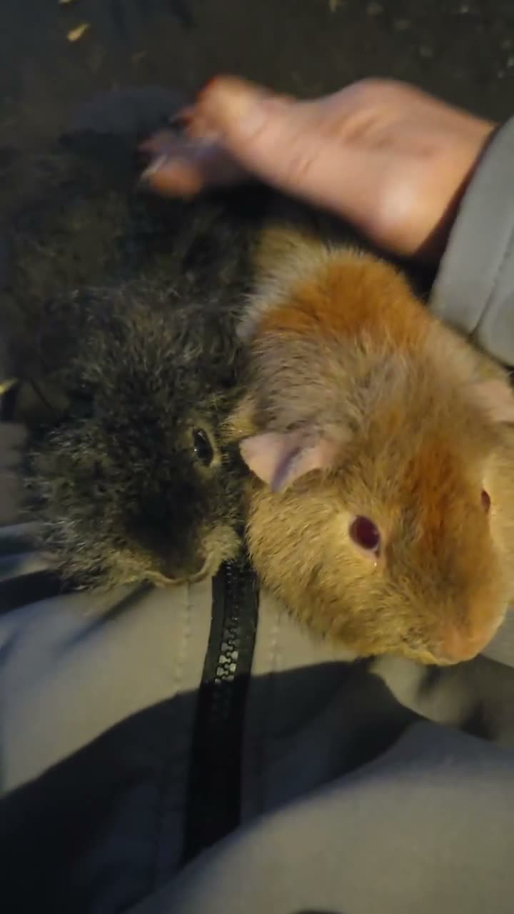 Mixed Breed rodents for sale: Mixed guinea pigs  - Video 1