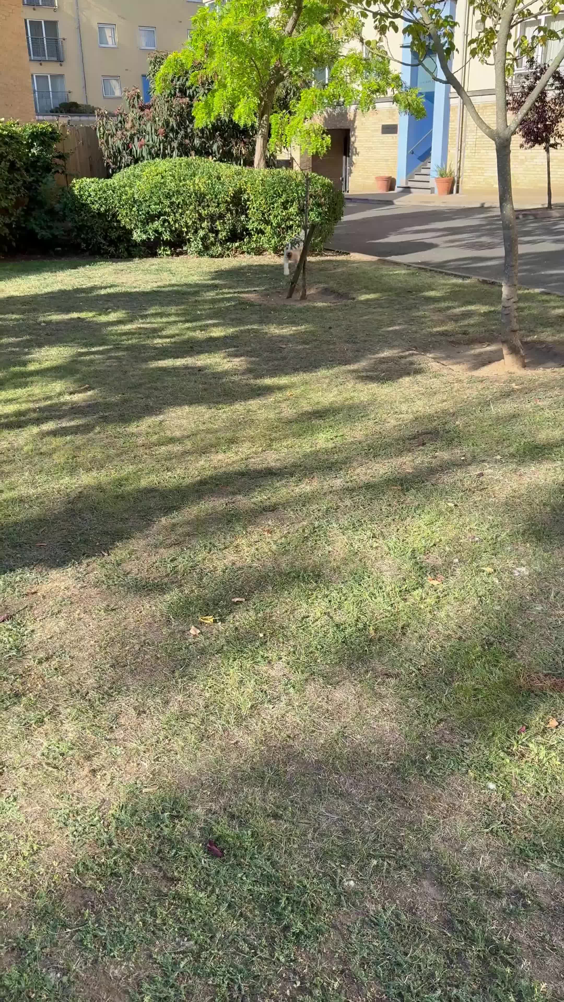 Cockapoo dogs for stud: Stud Dog Available – Cockapoo  - Video 1