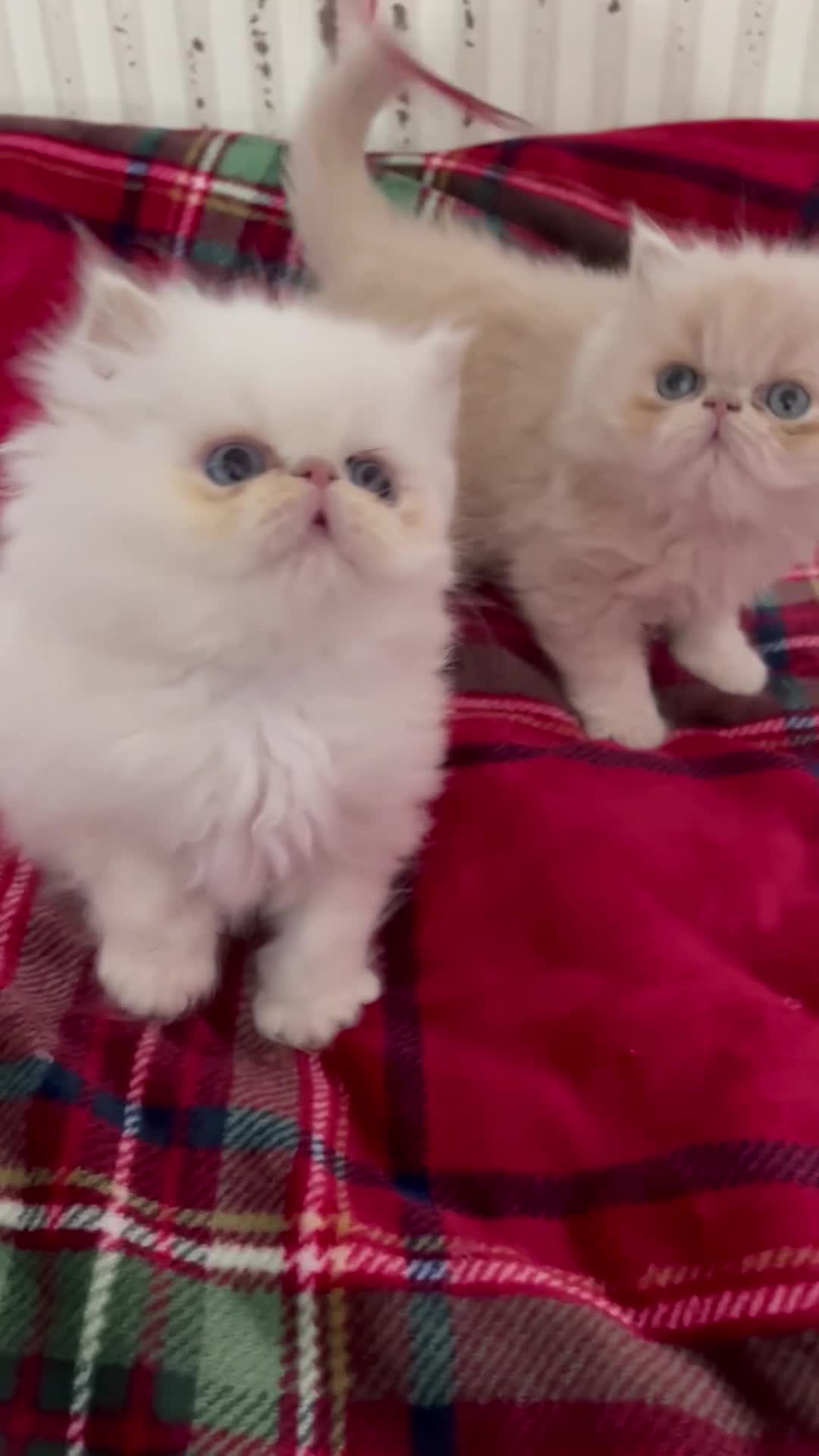 Persian cats for sale: Pedigree Persian Kittens for Sale - Video 1